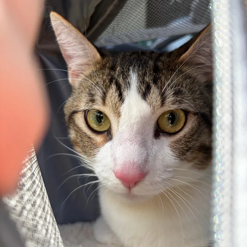 An adult medium-sized male White Domestic Short Hair cat named Cisco for adoption in Lake Jackson, TX