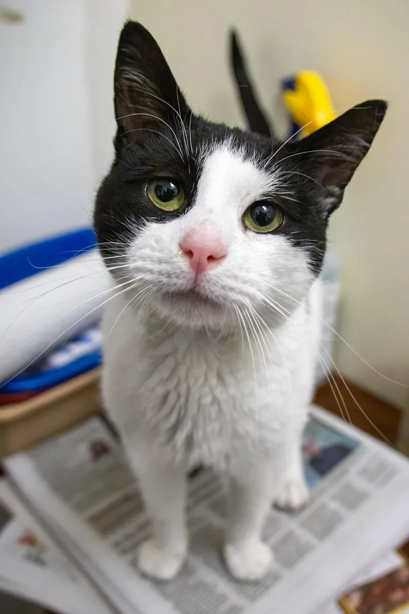 An adult medium-sized male Black & White / Tuxedo Domestic Short Hair cat named Dice for adoption in Greenville, DE