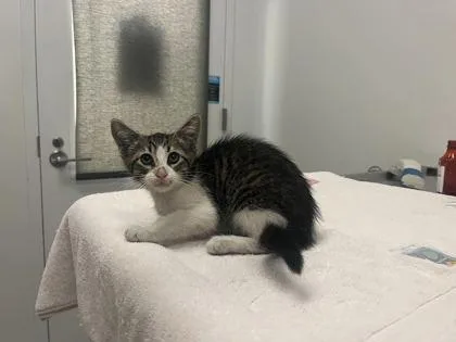 A baby small-sized female Brown / Chocolate Domestic Short Hair cat named Panchiko for adoption in Kansas City, MO