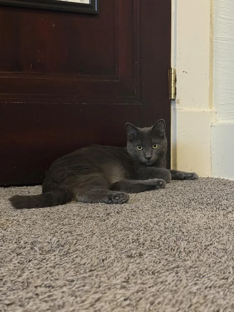 A baby small-sized female Gray / Blue / Silver Domestic Short Hair cat named Zeppelin for adoption in West Mifflin, PA