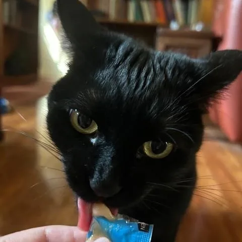 An adult medium-sized female Black Domestic Short Hair cat named Cleo for adoption in Springfield, OR