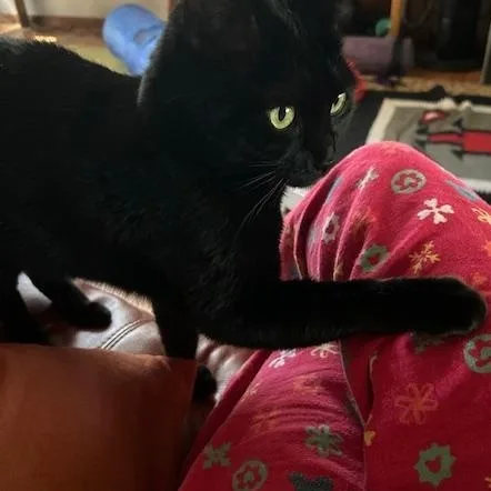 Cleo thumbnail 2
