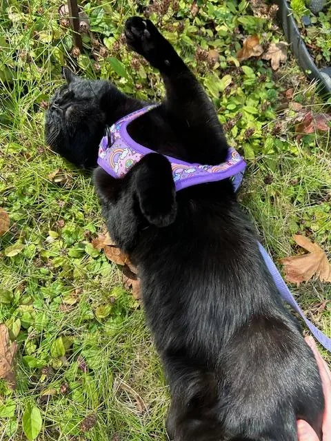 Cleo thumbnail 3