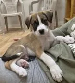 A baby medium-sized male Boxer dog named Wilson for adoption in Woodstock, IL