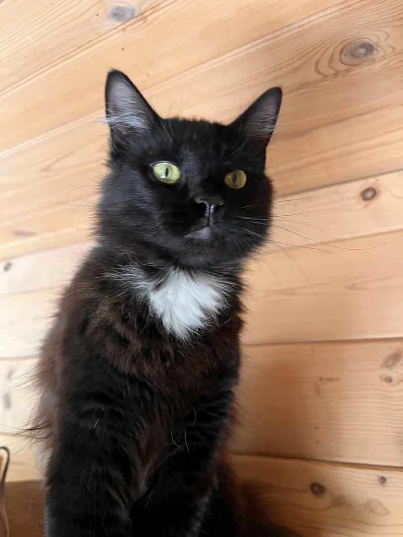 A young medium-sized male Black & White / Tuxedo Tuxedo cat named Tiptoes for adoption in Ripon, CA