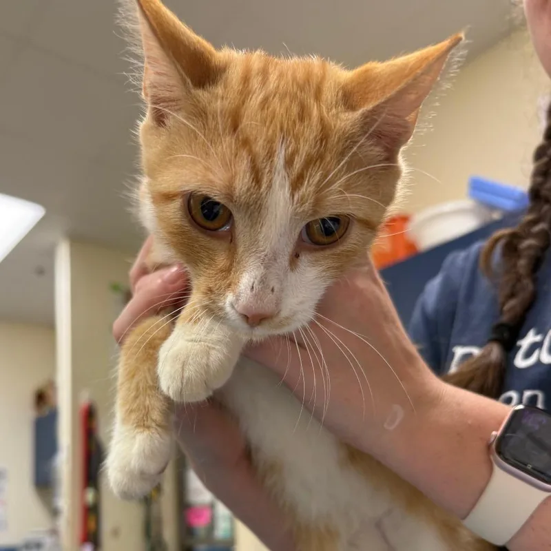 A young medium-sized male Orange / Red Domestic Short Hair cat named Whitby for adoption in Lynchburg, VA