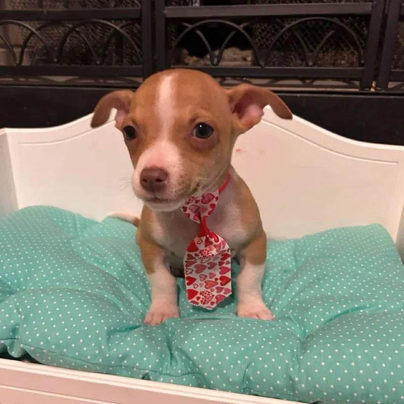 A baby small-sized male Yellow / Tan / Blond / Fawn Chihuahua dog named Cosmo for adoption in Fort Worth, TX