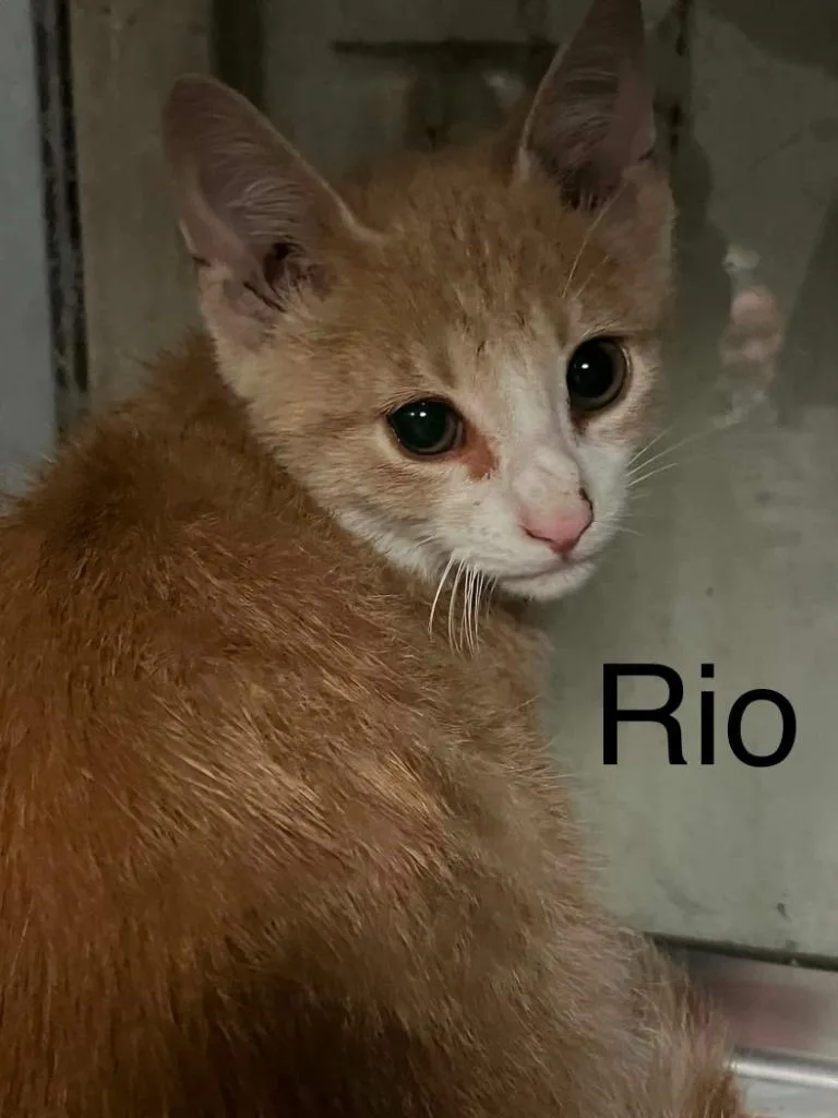 A baby small-sized male Domestic Short Hair cat named Rio for adoption in Princeton, IN