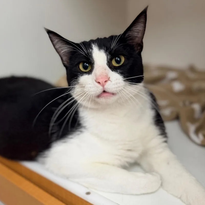 A young medium-sized male Black Domestic Short Hair cat named Oreo for adoption in Champaign, IL