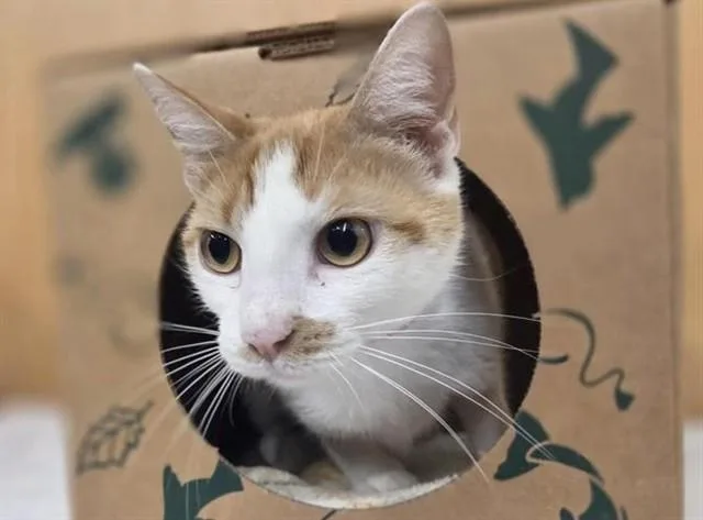A young medium-sized female Domestic Medium Hair cat named Maria for adoption in Saint Louis, MO