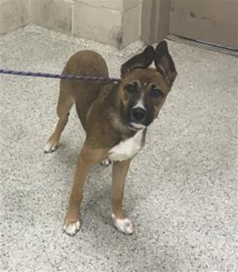 A baby small-sized female German Shepherd Dog dog named Lottie for adoption in Conroe, TX