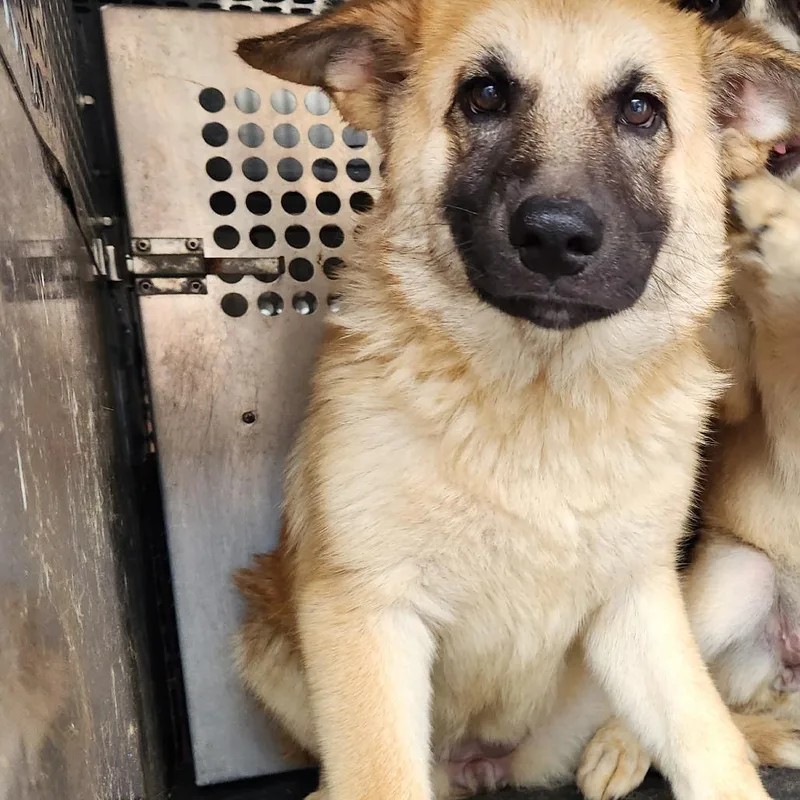 A baby medium-sized female Yellow / Tan / Blond / Fawn German Shepherd Dog dog named Zaza for adoption in Birmingham, AL