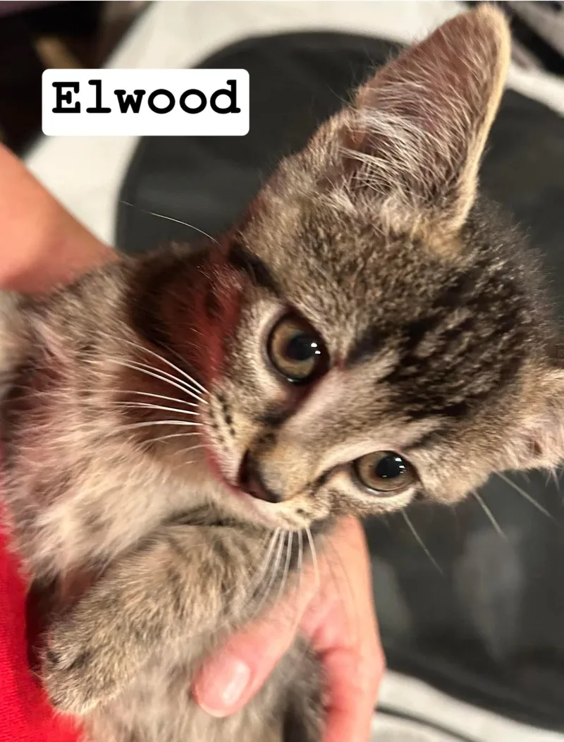 Elwood thumbnail 2