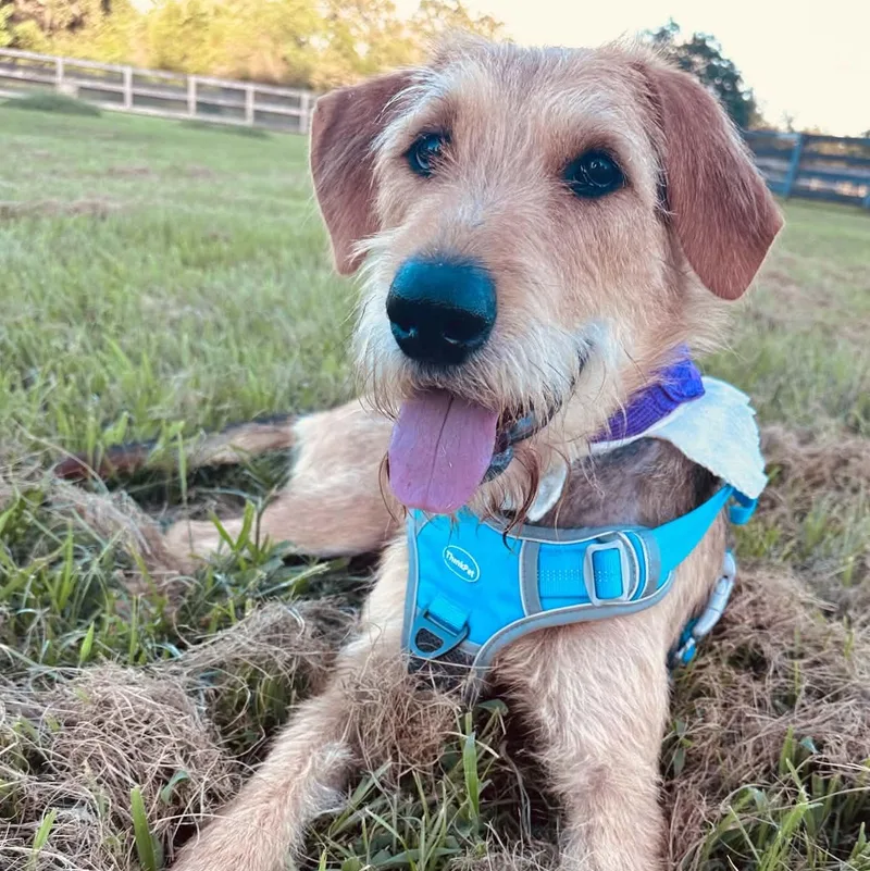 An adult medium-sized female Apricot / Beige Airedale Terrier dog named Harper for adoption in Houston, TX