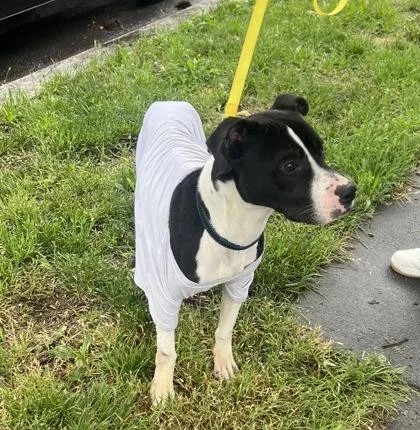 An adult medium-sized male Mixed Breed dog named Pen for adoption in West Chester, PA