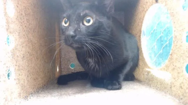 A young medium-sized male Domestic Short Hair cat named Darrow for adoption in Downey, CA