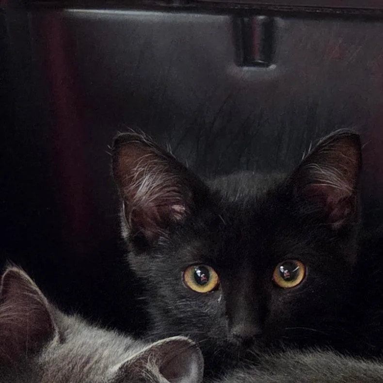 A baby small-sized male Black Domestic Short Hair cat named Chilly for adoption in Chattanooga, TN