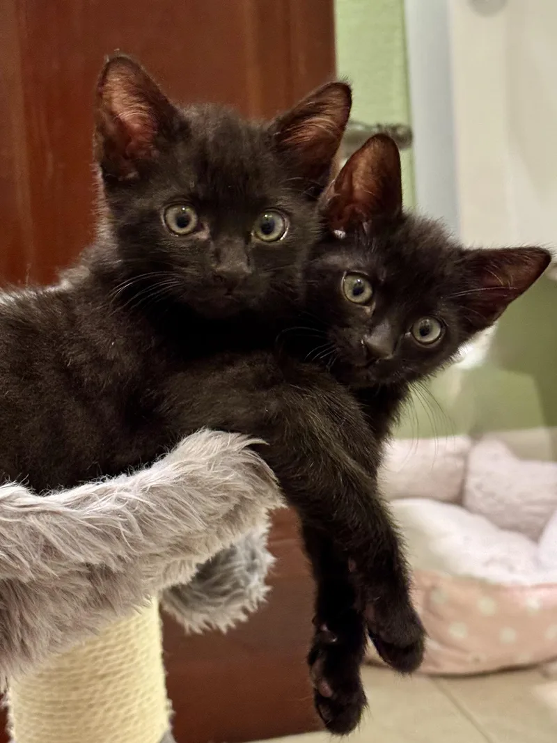 A baby small-sized male Black Domestic Short Hair cat named Falcon & Lark for adoption in Carlsbad, CA