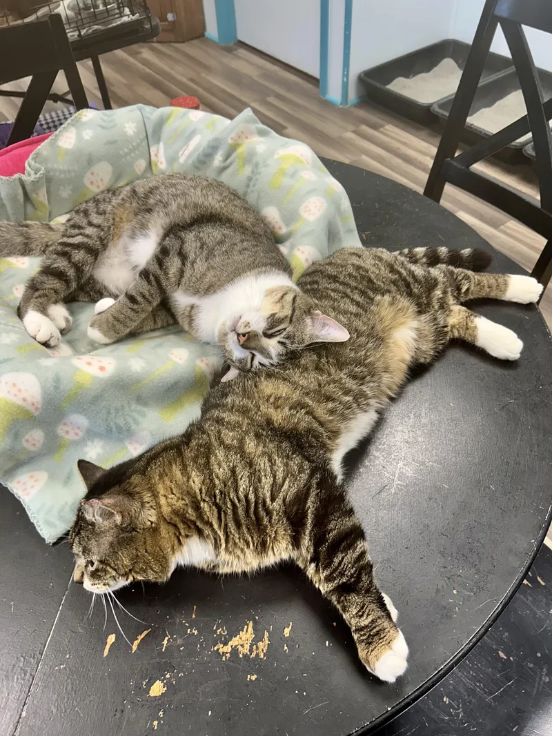 Wishbone thumbnail 2