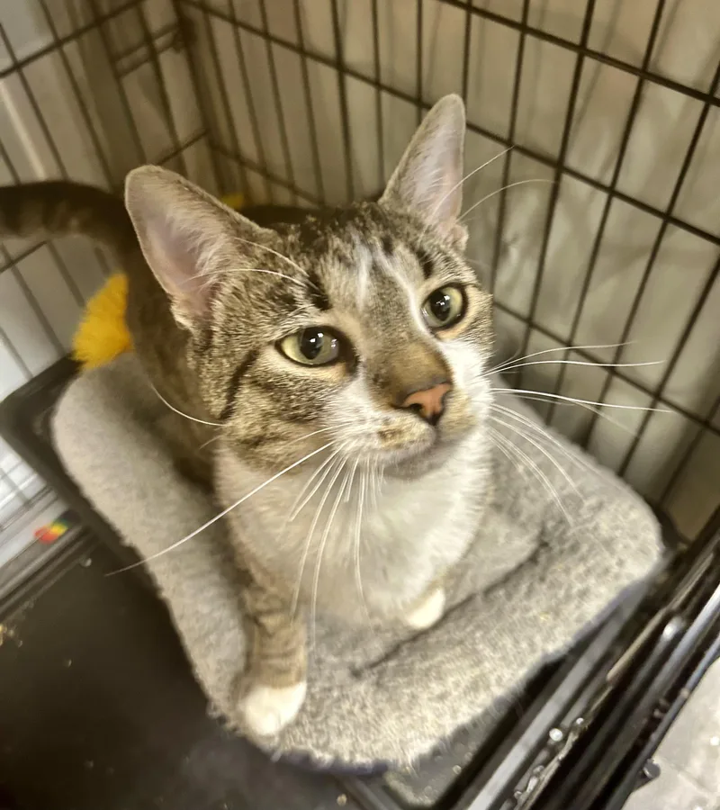 Wishbone thumbnail 3