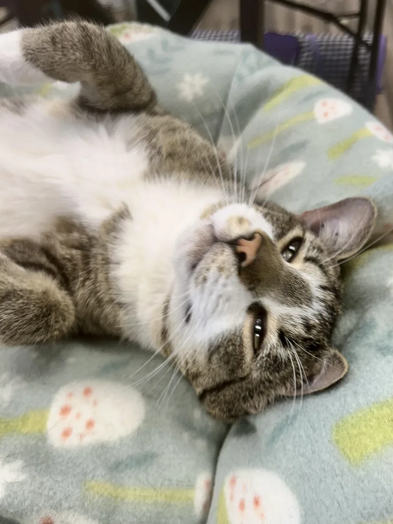 Wishbone thumbnail 4