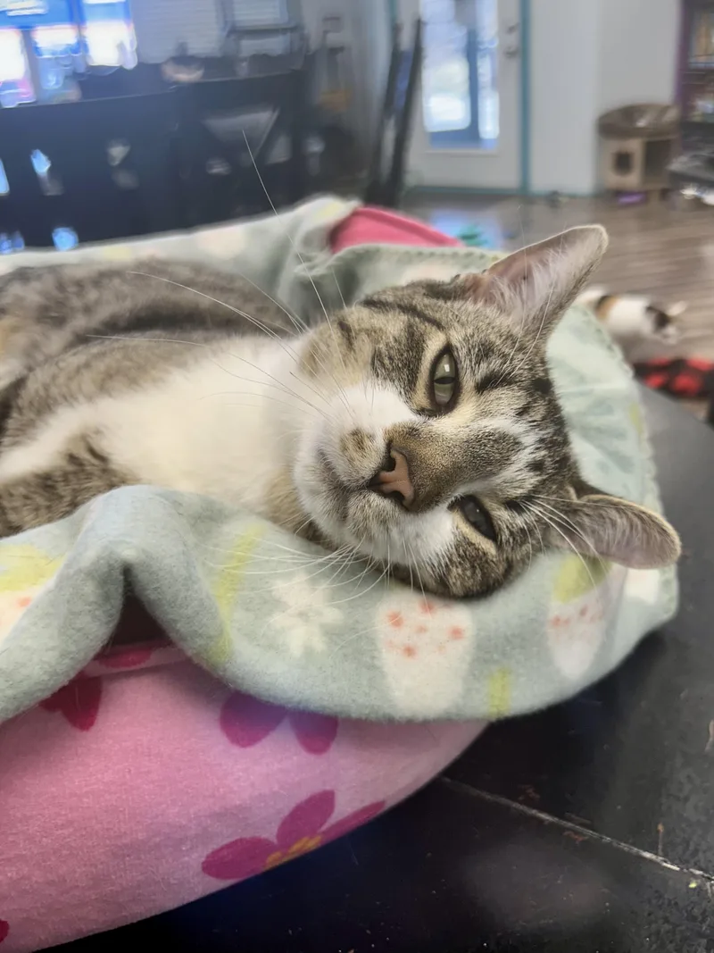 Wishbone thumbnail 5