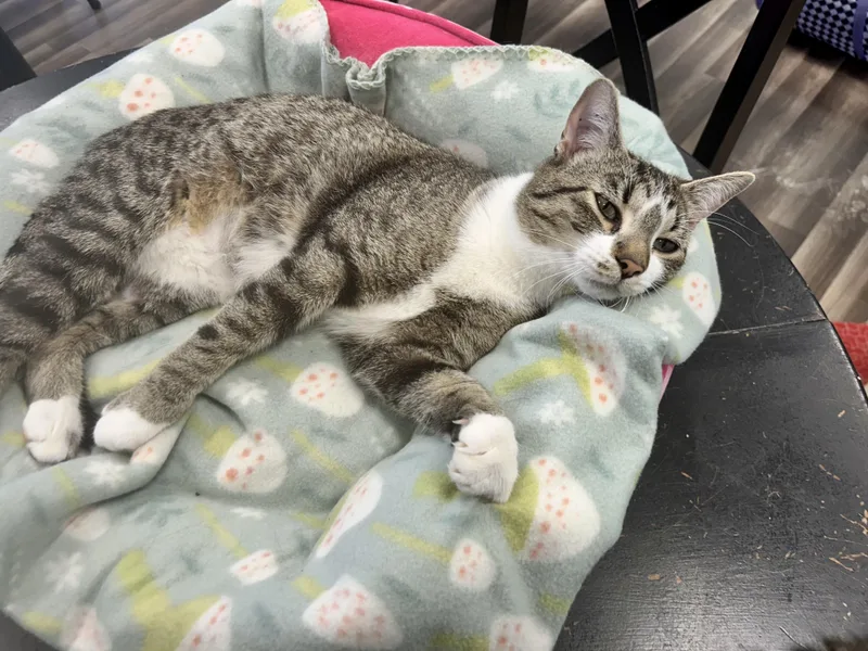 Wishbone thumbnail 6