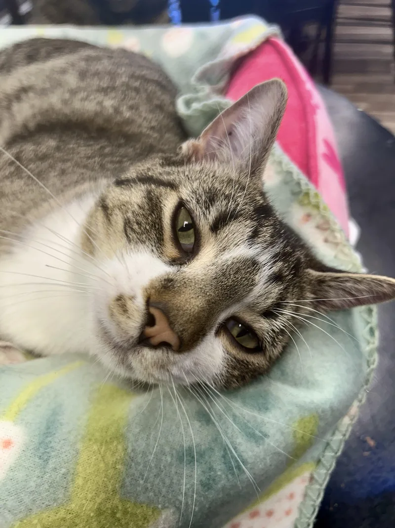 A young medium-sized male Tabby (Gray / Blue / Silver) Tabby cat named Wishbone for adoption in Grand Rapids, MI