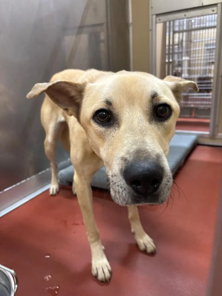 An adult medium-sized female Mixed Breed dog named Lady for adoption in Douglasville, GA