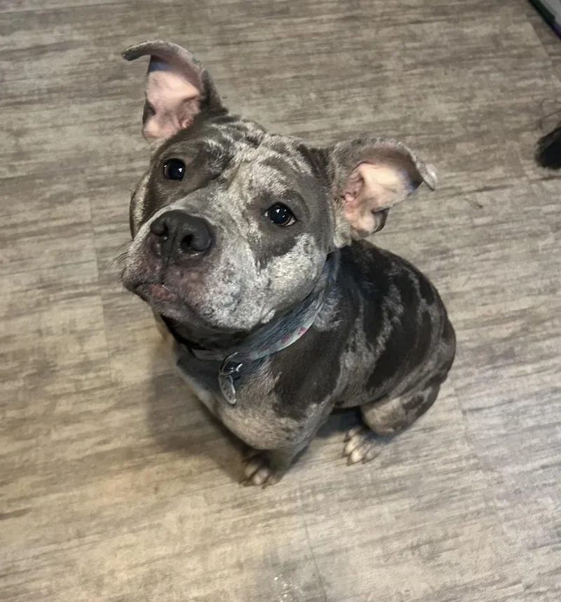An adult large-sized female Merle (Blue) Pit Bull Terrier dog named Aja for adoption in Scranton, PA