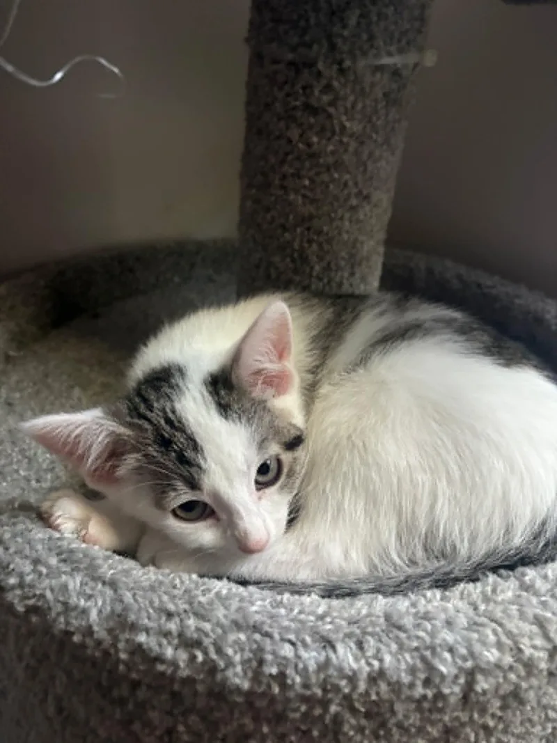 A baby medium-sized female White Domestic Short Hair cat named Mandy for adoption in Crown Point, IN