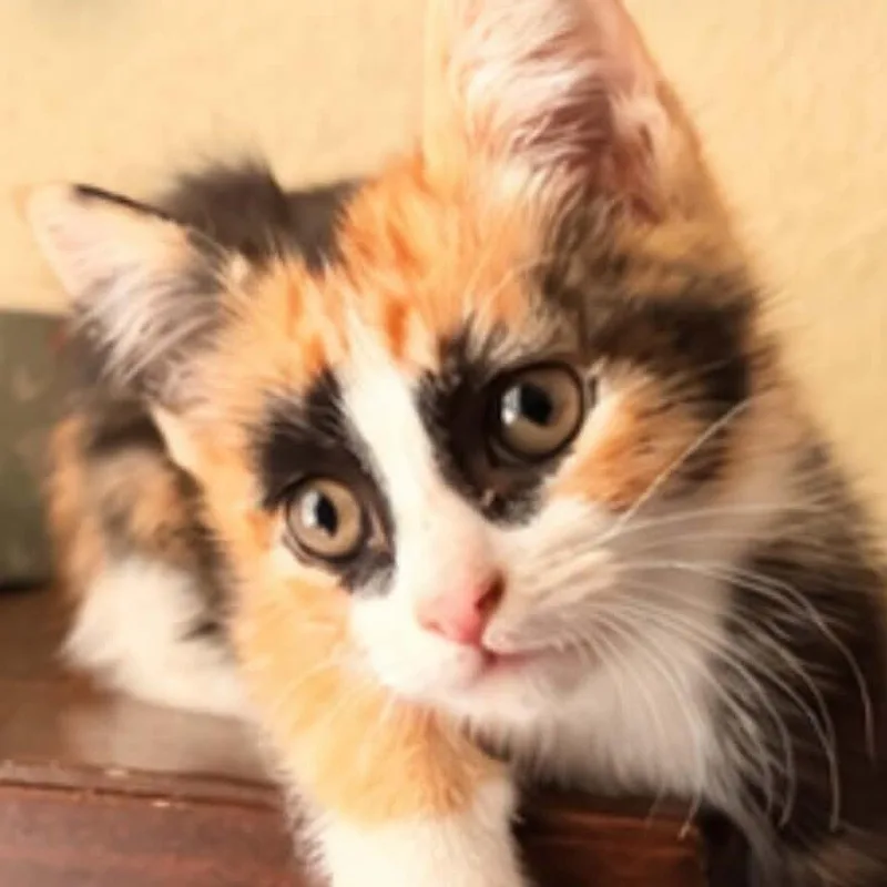 A baby small-sized female Calico Domestic Short Hair cat named Genie for adoption in Houston, TX