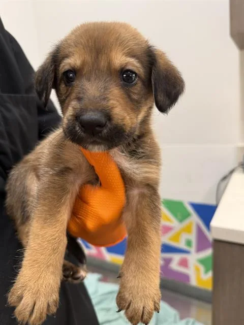 A baby small-sized male German Shepherd Dog dog named Quicksilver for adoption in Baytown, TX