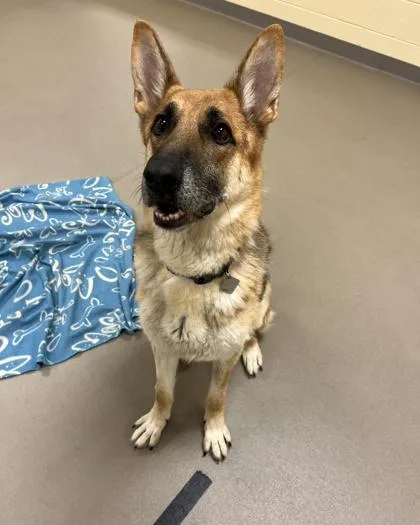 An adult large-sized male German Shepherd Dog dog named Zeus for adoption in Quakertown, PA