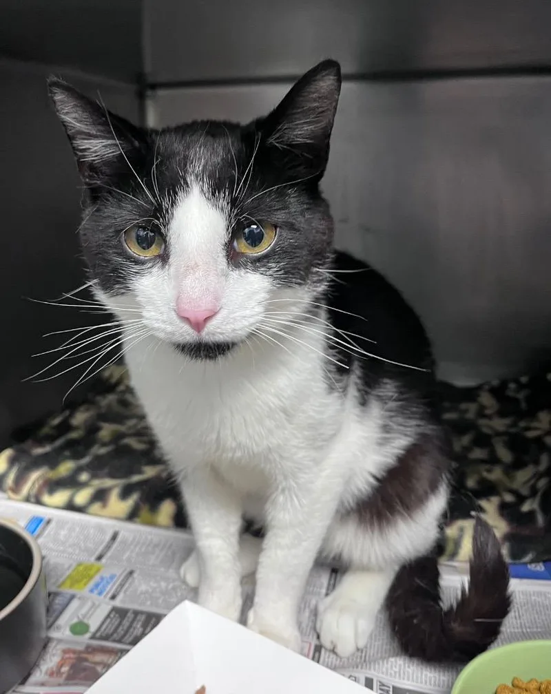 A young medium-sized male Domestic Short Hair cat named Ghee for adoption in Cincinnati, OH