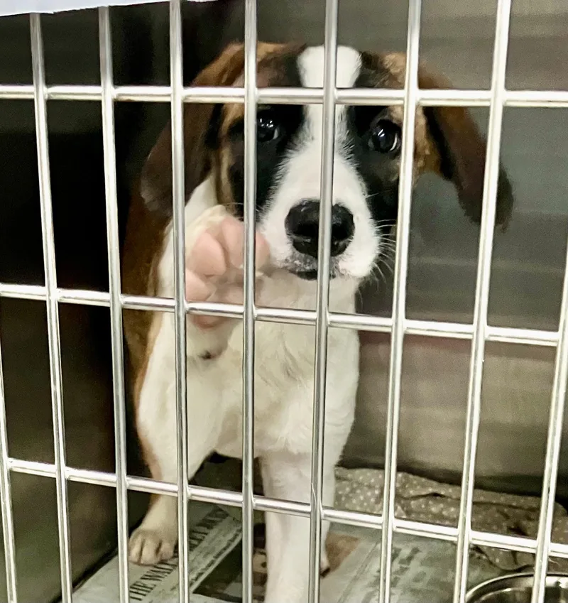 A baby medium-sized female Tricolor (Brown, Black, & White) Mixed Breed dog named Raisin for adoption in Parma, OH