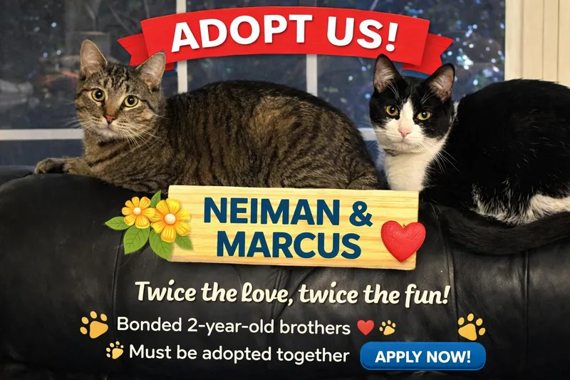 A young medium-sized male Black & White / Tuxedo Domestic Short Hair cat named Neiman & Marcus – for adoption in Laurel, MD