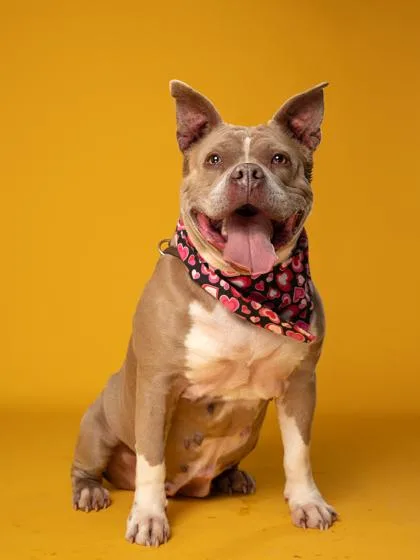 A senior medium-sized female Pit Bull Terrier dog named Coral for adoption in Atlanta, GA