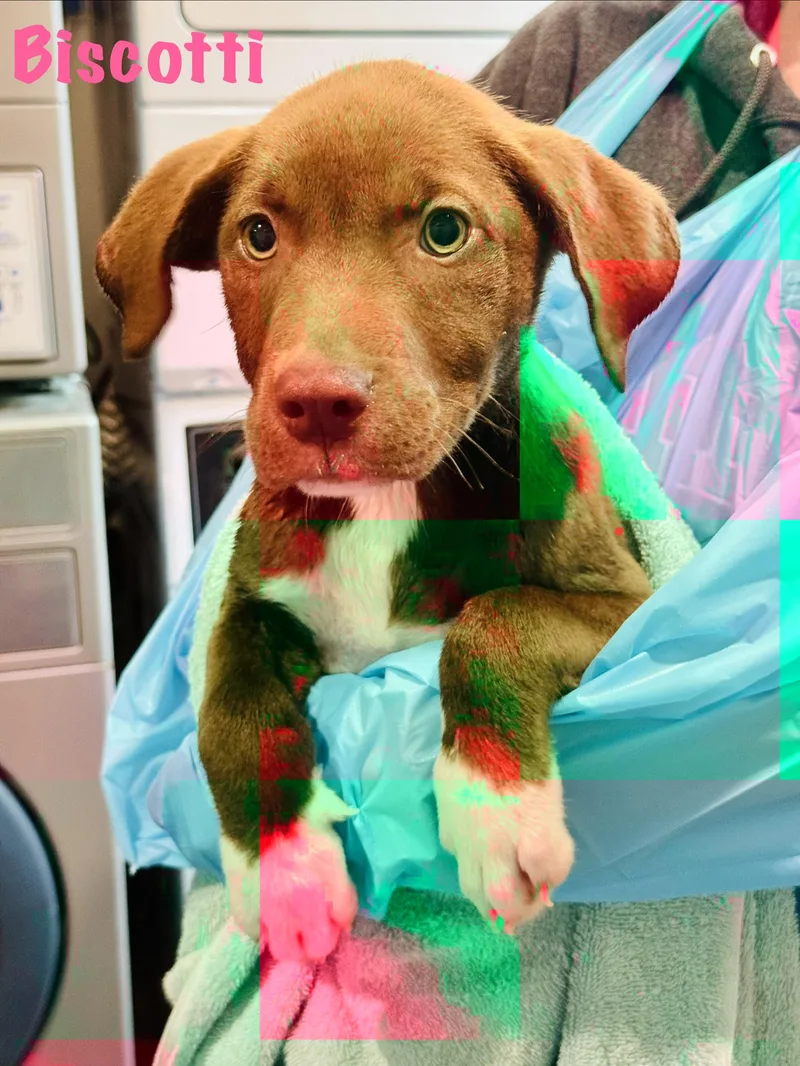 A baby medium-sized female Mixed Breed dog named Biscotti for adoption in Rock Hill, NY