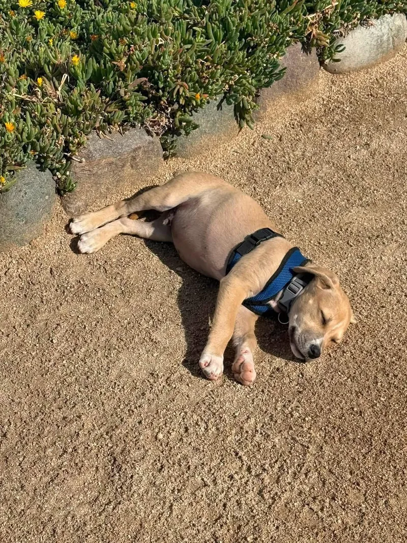 Roscoe thumbnail 2