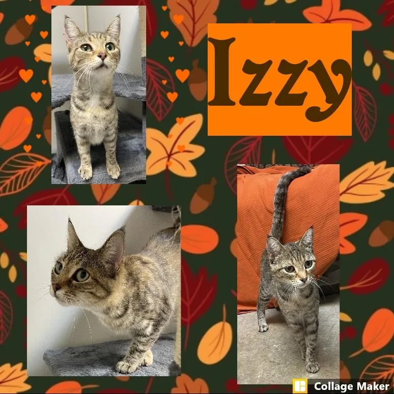 An adult medium-sized female Domestic Short Hair cat named Izzy for adoption in Clearfield, PA