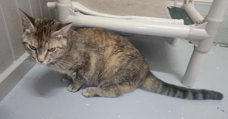 A young medium-sized female Domestic Short Hair cat named Eloise for adoption in Wetumpka, AL