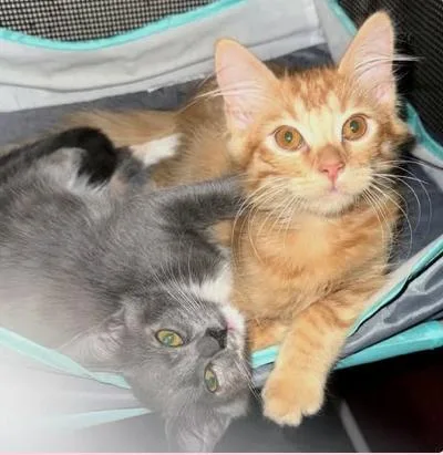 A baby medium-sized male Tabby (Orange / Red) Domestic Long Hair cat named Oro for adoption in oceanside, CA