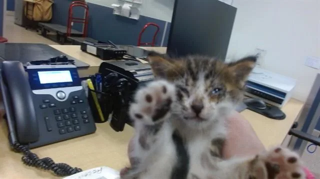 A baby small-sized male Domestic Short Hair cat named Toby for adoption in Miami, FL