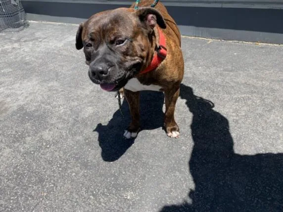 A senior large-sized male American Staffordshire Terrier dog named Rocky for adoption in Los Angeles, CA