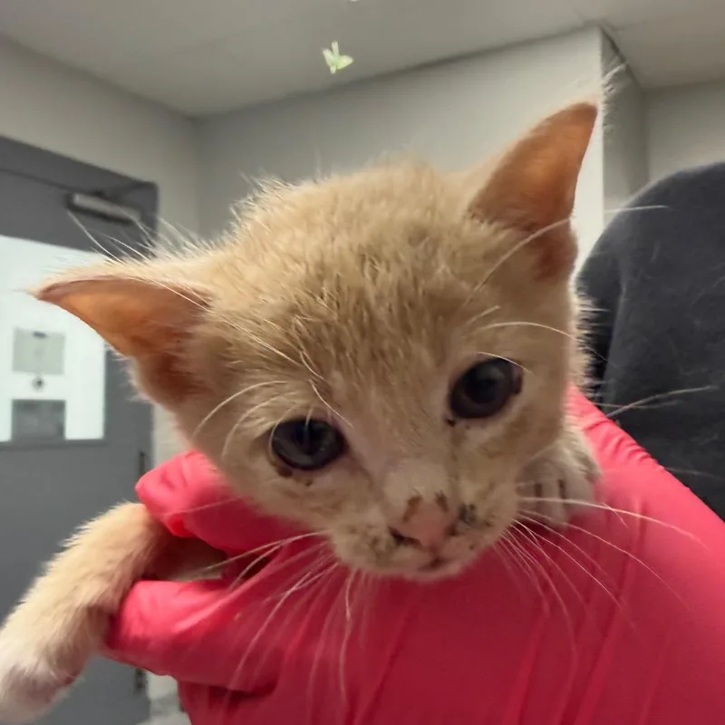 A baby small-sized male Buff / Tan / Fawn Domestic Short Hair cat named Pippa for adoption in Greenville, SC