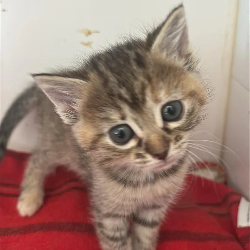A baby small-sized female Torbie Domestic Short Hair cat named Chimichanga for adoption in Kanab, UT