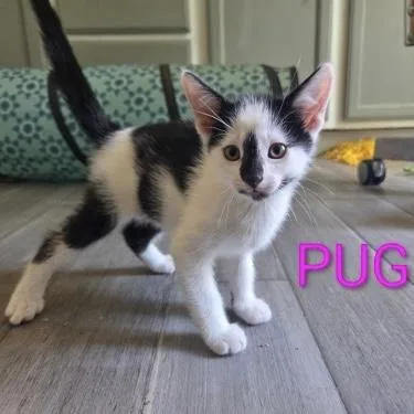 A baby small-sized female Black & White / Tuxedo Domestic Short Hair cat named Pug for adoption in Bentonville, AR