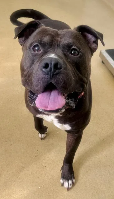 An adult large-sized male Staffordshire Bull Terrier dog named Julio for adoption in Derwood, MD