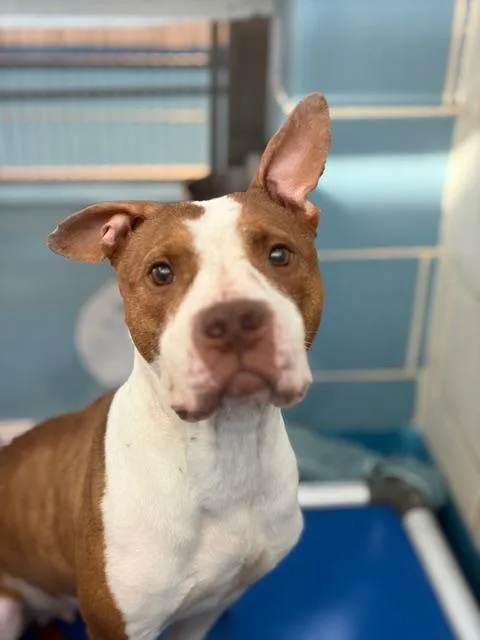 An adult large-sized female Pit Bull Terrier dog named Pickle for adoption in Dallas, TX